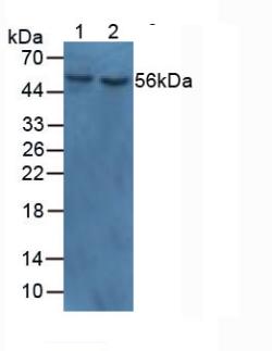 5667