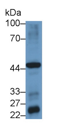 21648