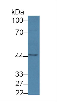10106