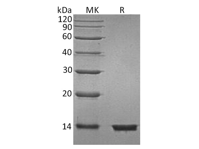 Валидация Elabscience PKSH033748(4025)