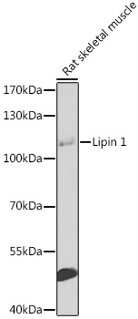 Валидация Elabscience E-AB-92878