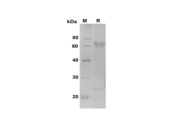 Валидация Elabscience PDMM100184(1144)