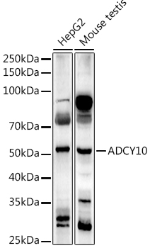 Валидация Elabscience E-AB-92063