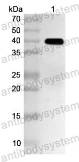 Валидация AntibodySystem PHA97701