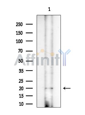 Валидация Affinity DF14682 - 10733
