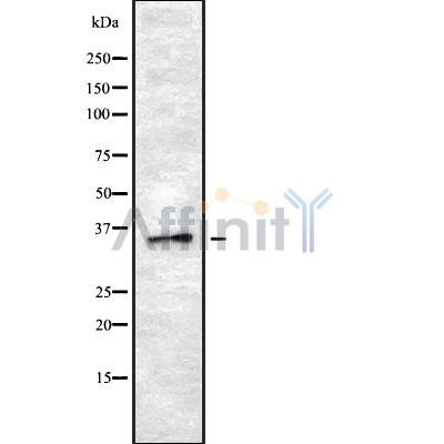 Валидация Affinity DF8704 - 20696