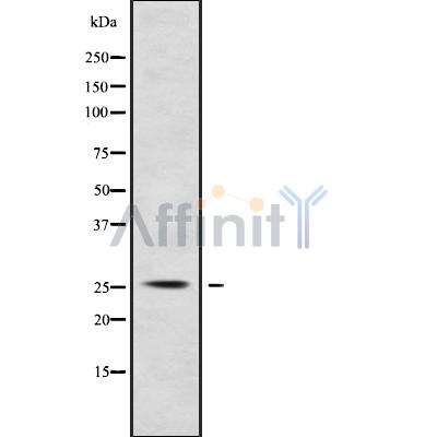 Валидация Affinity DF9461 - 22042