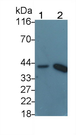 23584