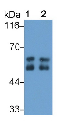 6302