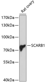 Валидация Elabscience E-AB-60355