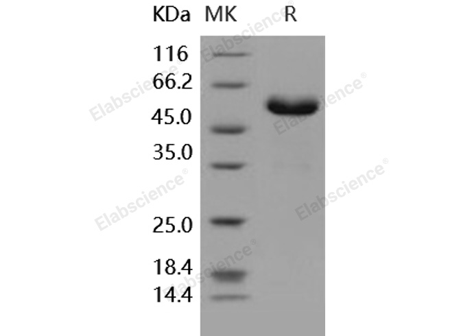 Валидация Elabscience PKSH030298(1242)