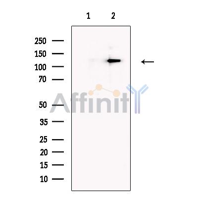 Валидация Affinity DF13589 - 9066