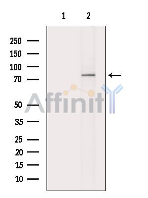 Валидация Affinity DF14933 - 11107
