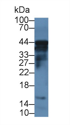 13639