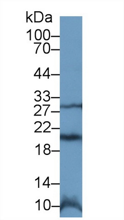 13232