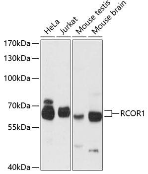Валидация Elabscience E-AB-64348