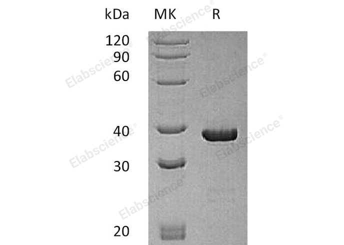 Валидация Elabscience PKSH032098(2644)