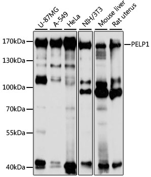 A3189, вестерн-блоттинг, различные лизаты (26649)