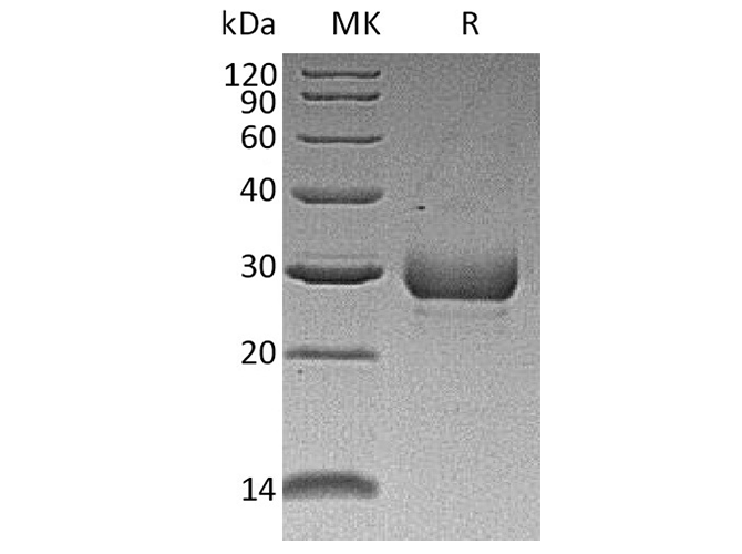 Валидация Elabscience PKSH033576(3871)