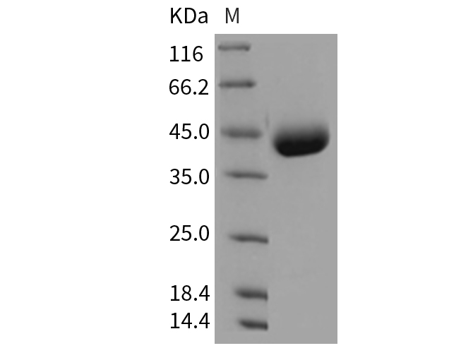 Валидация Elabscience PKSM040352(4356)