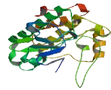Src Related Kinase Lacking C-Terminal Regulatory Tyrosine And N-Terminal Myristylation Sites (SRMS)