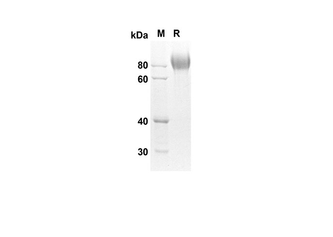 Валидация Elabscience PDMM100078(1050)