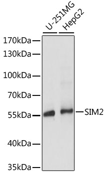 Валидация Elabscience E-AB-65198