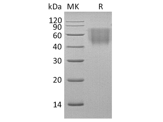 Валидация Elabscience PKSQ050070(5439)