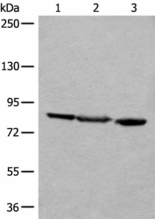 Валидация Elabscience E-AB-52585