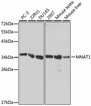 Валидация Elabscience E-AB-60499