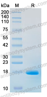 YVV09602, SDS-PAGE
