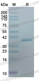 YHA36701, SDS-PAGE