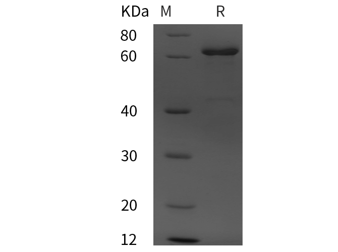 Валидация Elabscience PDMH100106(803)