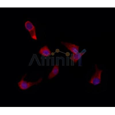 Валидация Affinity AF9061 - 4814