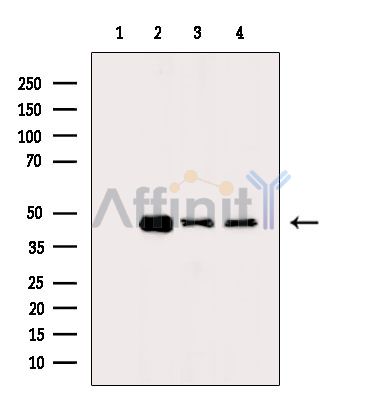 Валидация Affinity DF14263 - 10121