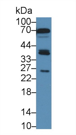 13509