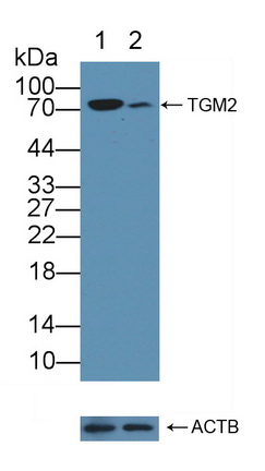 12151