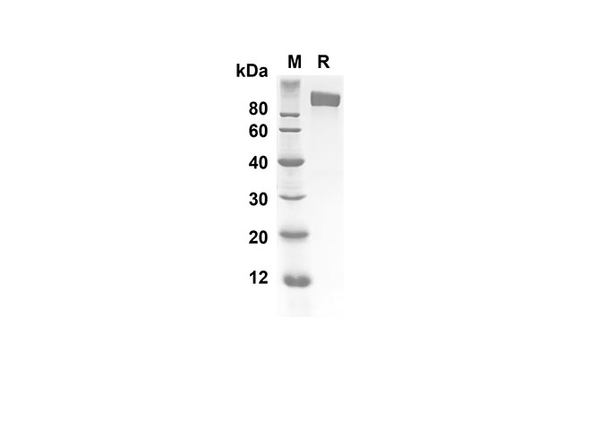 Валидация Elabscience PDMH100221(848)