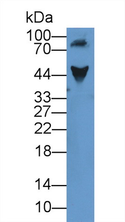 12065