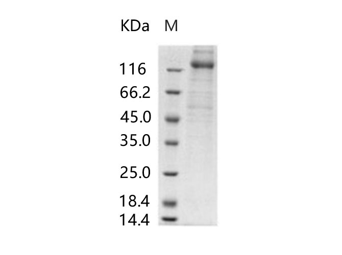 Валидация Elabscience PKSV030208(5985)