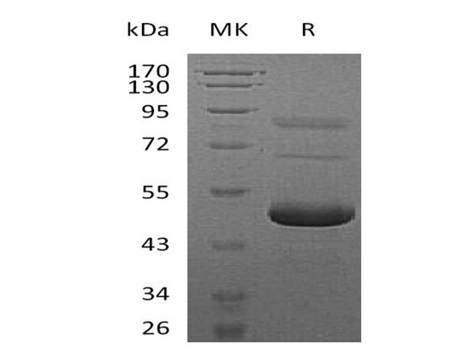 Валидация Elabscience PKSM041010(4944)