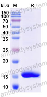 Валидация SDS-PAGE - AntibodySystem RXX08602