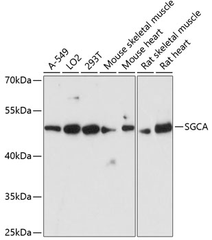 Валидация Elabscience E-AB-65466