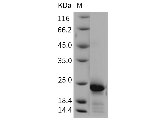 Валидация Elabscience PKSR030420(5754)