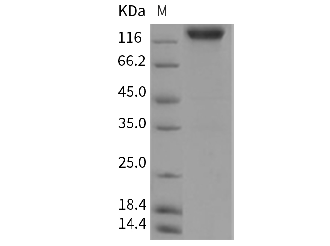 Валидация Elabscience PKSR030129(5499)