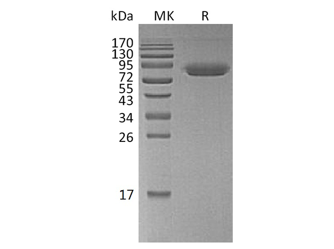 Валидация Elabscience PKSH033799(4070)
