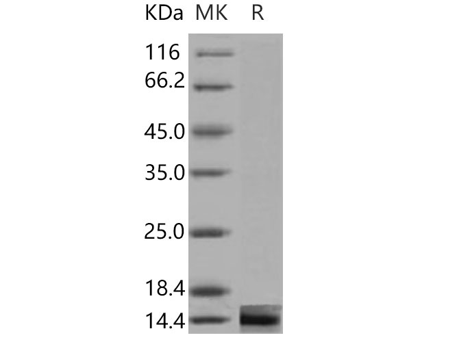 Валидация Elabscience PKSM040865(4821)