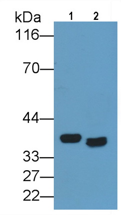 40417