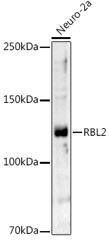 A13649, вестерн-блоттинг, лизат клеток Neuro-2a (5936)
