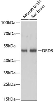Валидация Elabscience E-AB-65054